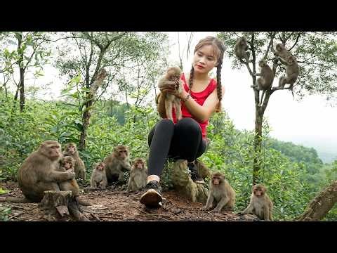 72 Hours Surviving: Facing 1000+ Wild Monkeys & Harvesting Forest Honey for Market! | Ly Tieu Lam 🍯🔥