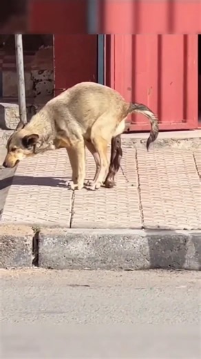 Abandoned Puppy Gets a New Mom… But It’s a Cat #shorts