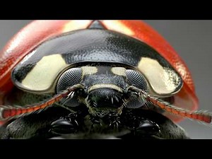 Ladybug 2 Ornatrix fur 3D model turn table