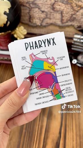 Master Anatomy with Easy-to-Memorize Flashcards