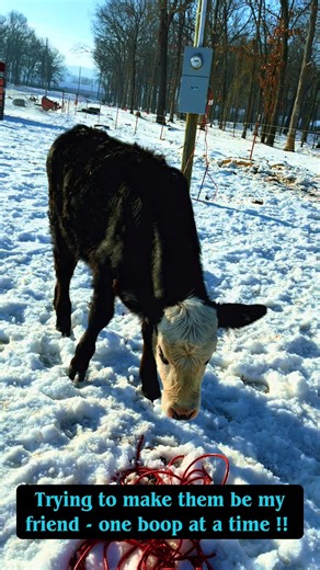 Shelby Lenea (@shelbysminimooranch)’s videos with Camp Geiger Waiting Blues - Casey Ryan Summers