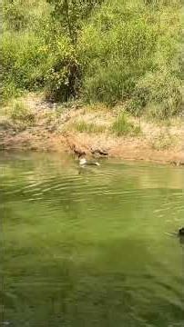 American Akita swimming #akita #dog #labrador #hunting #jesus #birds #shorts #tiktok