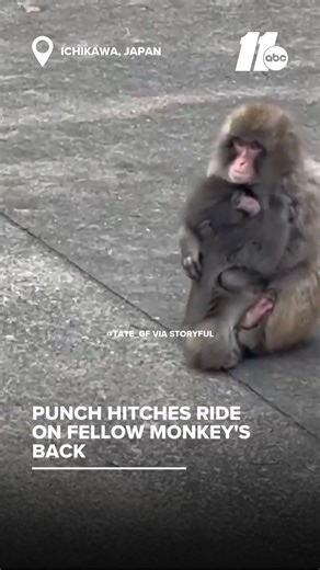 Punch, the macaque monkey, seems to be making friends at Ichikawa Zoo in Japan. A visitor captured footage of Punch cuddling with a fellow monkey before climbing on his back! | ABC11 WTVD