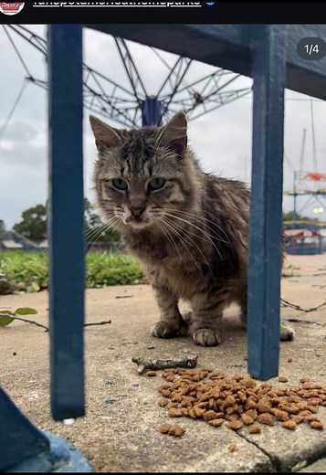 RIP Bumper: A Beloved Cat at Fun Spot America