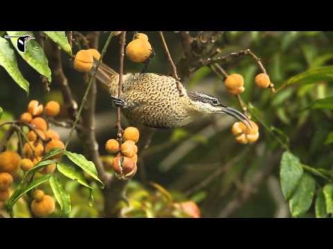 Paradise Riflebird