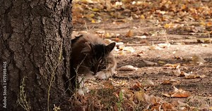A beautiful cat on the street walking on a leash eats grass. The cat eats grass with appetite while walking on a leash. A cat enjoys a walk on a leash in a city park.