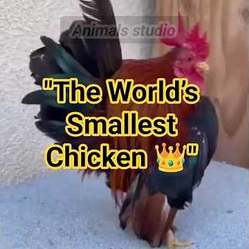 "The World’s Smallest Chicken with a Big Attitude 🐔👑 | Serama Facts You Didn’t Know!"