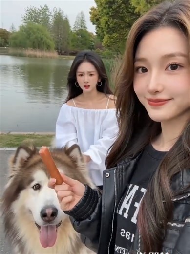 PASEANDO A SU MASCOTA todo venía bien hasta que...... #comedia #ia #animales #paseo #fyp