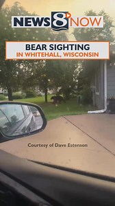 TAKE A LOOK: Bear sighted in Whitehall, Wisconsin near First Baptist Church. Credit: Dave Estenson | News 8 Now / News 8000