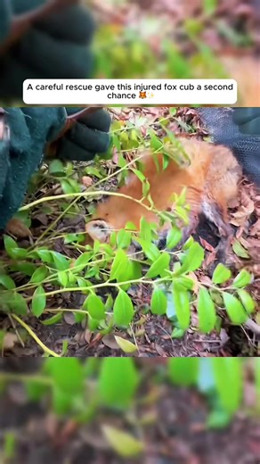 Injured Fox Cub Receives Life-Saving Rescue
