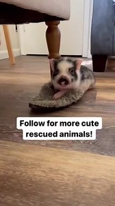 5.5K views · 158 reactions | Sleep in slippers  . Video by️ Friendly Fields Farm | Pigvibes | Facebook