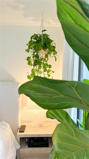 Claudia • houseplants, home & pups on Instagram: "Hot take from the plant corner of the internet: It’s okay to give up on plants that you’re not enjoying. Not every struggling plant needs saving. Not every plant is a lesson. Sometimes the lesson is simply choosing what fills you up instead of drains you. Today, I’m reminding myself of this too and sharing with you one of the times i let my fiddle leaf fig go dry for way too long and it dropped 1/3 of its leaves in the shower 🫠😂 it happens to a