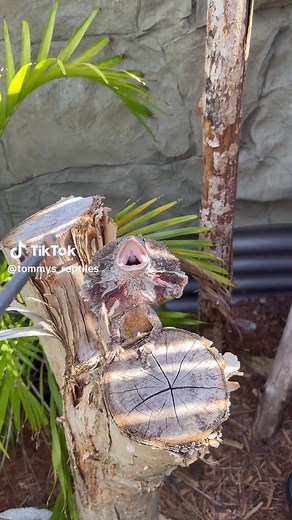 Little Frilled Dragon (Frilled Neck Lizard) Care & Facts