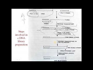 cDNA, Construction of cDNA, Genomic DNA library