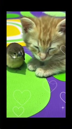 Tag your best friend in life even if they a little weird. #cat #bestfriend #funny #viral #fyp