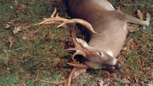 CWD found in S. Mississippi deer, 150 miles from nearest previous case. How did it happen?