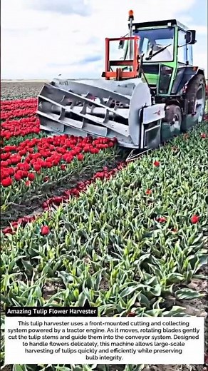 Amazing Tulip Flower Harvester – Genius Machine That Beautifies the Fields!