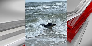 Massive alligator spotted on Dauphin Island beach