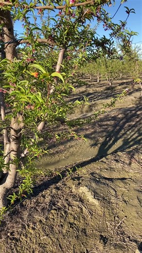 Exploring Dinuba, Reedley, and Selma in California