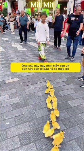 The boy has a flock of cute ducks strolling down the street #shorts