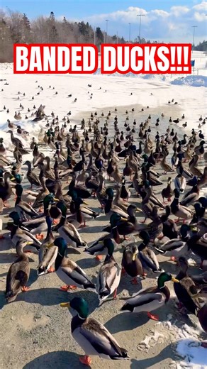 BANDED DUCKS EVERYWHERE! | DUCK HUNTING | #duckhunting #waterfowl #hunting #huntingseason