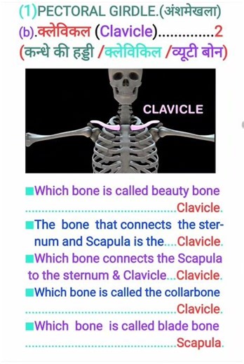 SHOULDER BONE (APPENDICULAR SKELETON)