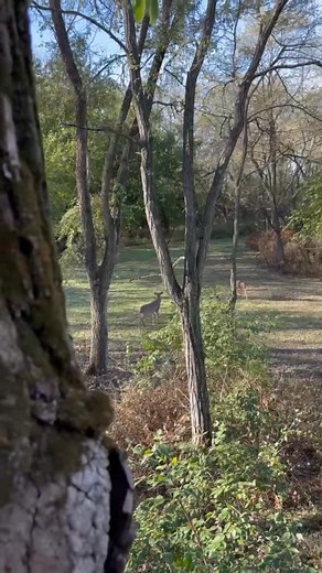 Whitetail deer breeding season is right now. You will hear hunters talking about “The Rut” it’s essentially the time of year for hunters to have a chance to get a big buck while he is distracted by the ladies. The rest of the year the big bucks will smell, see, or just sense the presence of most hunters and simply avoid them… Bucks only get to breed this month so they try to find as many lady friends as they can during this time and literally they don’t eat or sleep much at all. They lose a lot 