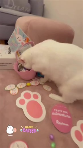manxythewhitecat on TikTok