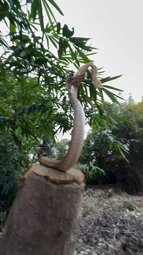 Short footage of #snakeshedding it's skin. | Jummar Romin Bogum