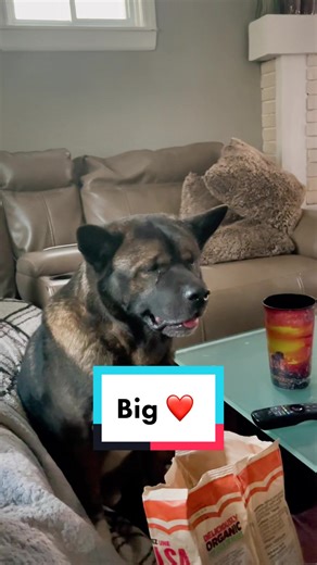 🥺 just Akita with a Siamese #americanakita #akita #coffee #ontariolife #gametok #siblings #siamese #nba #foodie #restock #fyp #fypシ #foryou #foryoupage #catdog