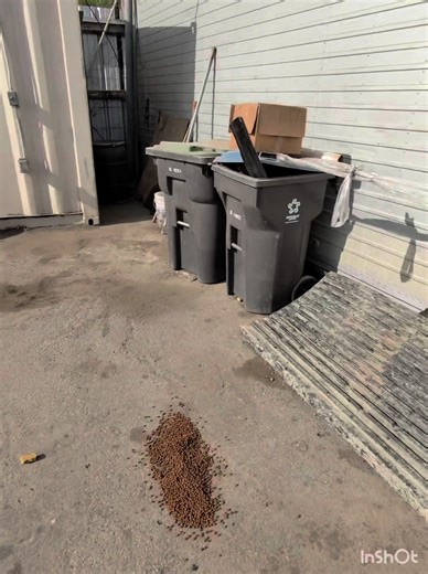 Today I ran out of dog food. I feed street dogs here in Stockton and this is how they eat. If anyone is able to help with dog food donations, it would mean everything. Even one bag helps more than you know. 📍Stockton, CA 🤍 If you’d like to help with dog food, please comment and I’ll reply 🤍 Thank you for caring about them. #StreetDogs #FeedingStrays #AnimalRescue #StocktonCA #RescueInAction