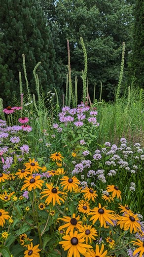 We have got to think more critically about everything related to horticulture and urban land management, especially now. It's going to be difficult and messy. For example, someone will lambast this post as vilifying, but please note what we're discussing is about the system; I know folks in code enforcement who want to do the right thing, to do better, but can't. However, at the same time, if we aren't pushing back while also helping to create better examples of natural gardens, then we're part 