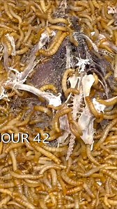 Sau này mỗi nhà chỉ cần nuôi những con sâu này là không cần phải đi đổ rác nữa rồi🤣🗑 ************* NetZero -Gửi tương lai được phát sóng vào 20h30 thứ 3 hàng tuần trên VTV1. ⭐Chương trình với sự phối hợp thực hiện của PSC Media! #netzerodearfuture #netzeroguituonglai #vtvdigital #pscmedia #co2 #netzero #tinchicarbon #BiếnĐổiKhíHậu #HànhĐộngNgay #BảoVệTráiĐất #taiche #nhuataiche | Net Zero - Gửi Tương Lai