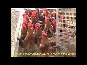 Chicken Waste Treatment