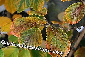 Plants: Witch hazel: varieties and their characteristics at a glance | 2025