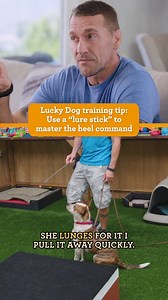 Need help mastering the heel command? 🐾 Try Brandon’s go-to tool: the lure stick! This simple trick can help guide your pup into a perfect walking rhythm, step by step 🐶🚶‍♂️Then, don’t miss a heartwarming reunion as Brandon revisits the story of an Australian cattle dog mix who finds the perfect match in an adventurous retired couple. Watch Lucky Dog, this weekend on CBS! | Lucky Dog