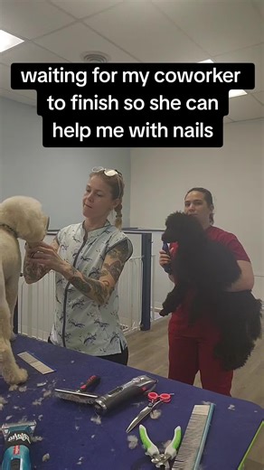 puppy nails can be problematic #doggrooming #nj #fyp #standardpoodlesoftiktok #funny