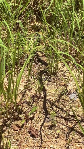 Courser Encounters - Black Racer In The National Forest