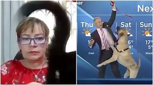 Amusing Compilation of Insistent Cats and Dogs Interrupting People While They Are Working