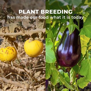 About 20,000 years ago, humans began to select the best wild plants. All of the fruits and vegetables available in markets today are products of centuries of breeding. #EmbracingNature #PlantBreeding | Euroseeds