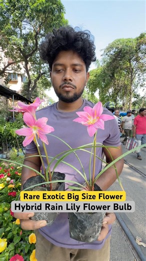 Monsoon Magic! 🌧️ Rare Hybrid Rain Lily Bulbs at Luxmi Nursery! 😲🪷