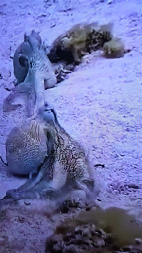 Octopuses mating