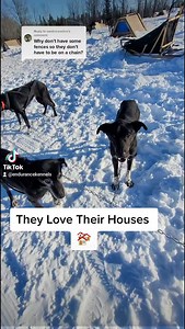 Sled dogs are very smart, they know exactly where their houses are. It gives them privacy and allows them to rest vs being bothered by other dogs. They also do not have competition for food which improves their trust and confidence in the musher. #kennel #sleddog #mushing #dogs #alaskanhusky #musher | Endurance Kennels LLC