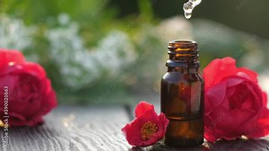 Drop of bulgarian rose essential oil falls from a pipette into a cosmetic bottle, macro. Herbal essence dropping to glass