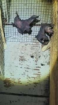 Do baby bats (pups) make noise?