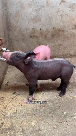 Raza Pietrain: La Mejores Granjas de Porcicultura