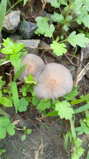 #subscribe 😩❤️#MacroPhotography #InsectCloseUp #Hoverfly #NatureShorts #BugCloseUp #4KMacro #yt
