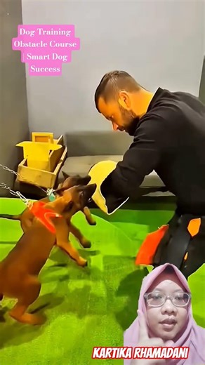 Dog Training Obstacle Course | Smart Dog Success #malinois #pets #smartdog #k9master #malinoismonday