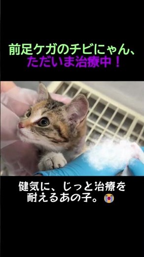 高速道路の上をどれほど走ったの… 肉球がボロボロになった子猫の物語🐾