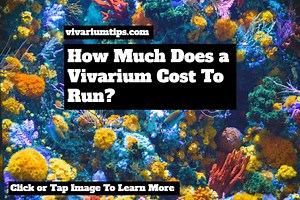 How Much Does A Vivarium Cost To Run? (Cost + Expenses) - VivariumTips